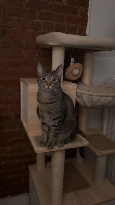 Small Room in BedStuy Main Photo