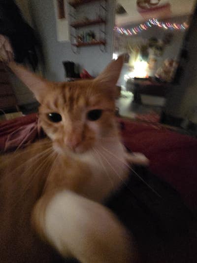 Room wanted in Las Vegas Main Photo