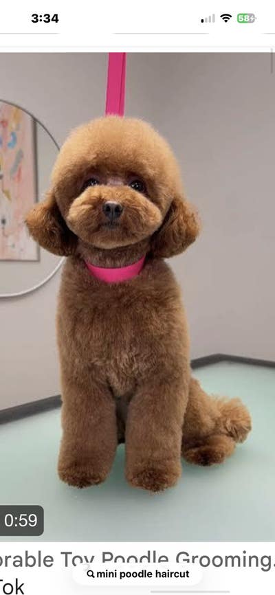 Room wanted in Bronx, NY Main Photo