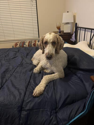 Room wanted in Austin Main Photo