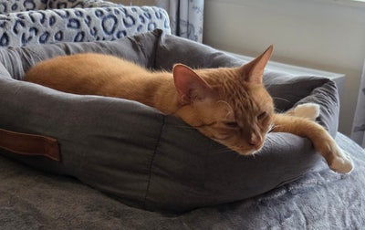 Room wanted in Windsor Locks, CT Main Photo