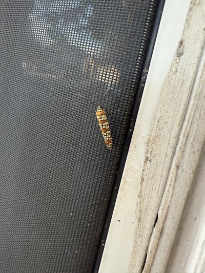 Room wanted in Austin Main Photo