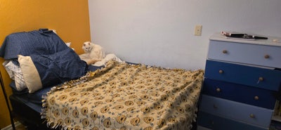 Room to Rent in Scottsdale Main Photo