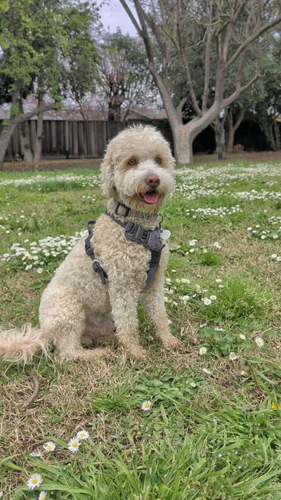 Room wanted in Las Vegas, NV Main Photo