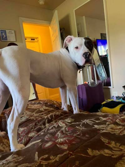 Room wanted in Denver, CO Main Photo