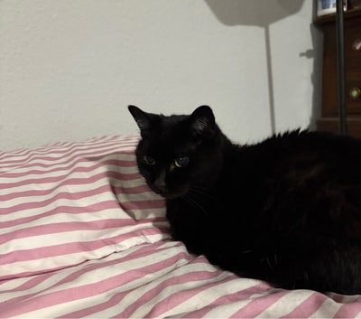 Looking for roommates or a 1BR/Studio Main Photo