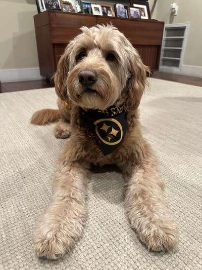 Room wanted in New York Main Photo