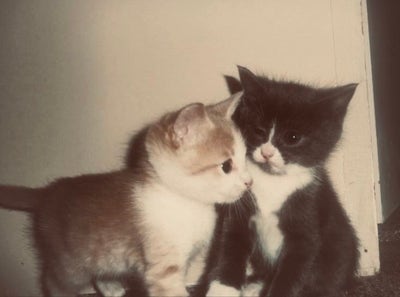 Student and boyfriend need North Hollywood room Main Photo