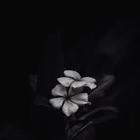 Room wanted in Manhattan, NY Main Photo