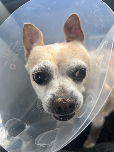 Room wanted in NYC Main Photo