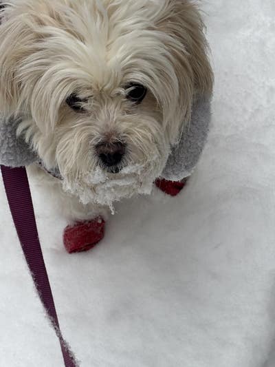 Room wanted in Forest Hills, Queens, NY Main Photo