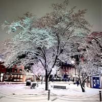 Room wanted in Boston Main Photo