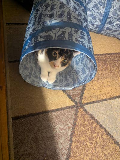 Reliable tenant looking for a room in Duarte Main Photo