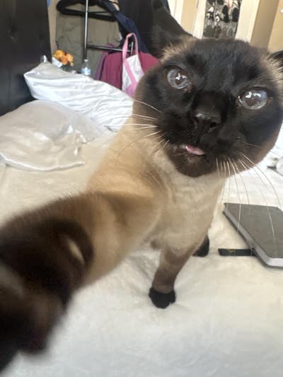 Room wanted in Spring valley Nevada Main Photo