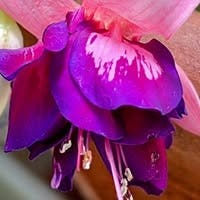 Room wanted in Oceanside, CA Main Photo