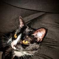 Room wanted in Kennesaw, GA Main Photo