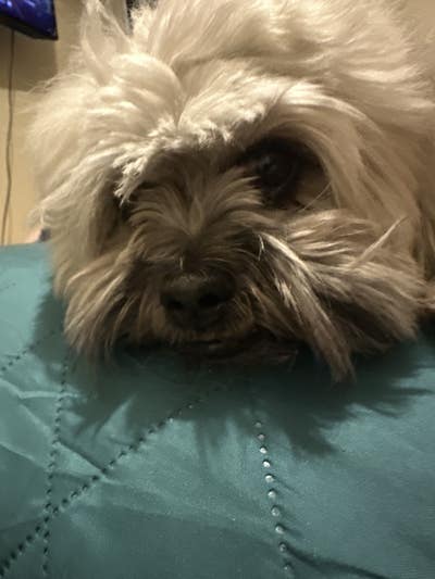 Room wanted in Euless, TX Main Photo