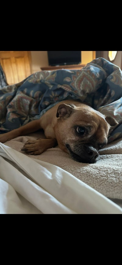 Room wanted in Fort Wayne, Allen County, IN Main Photo