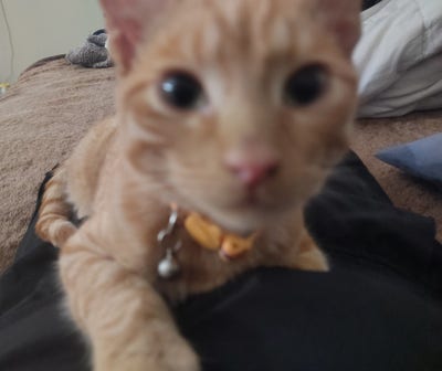 Room wanted in Purchase, NY Main Photo