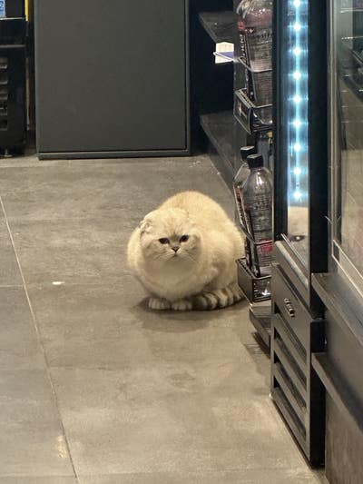 Room wanted in NYC Main Photo