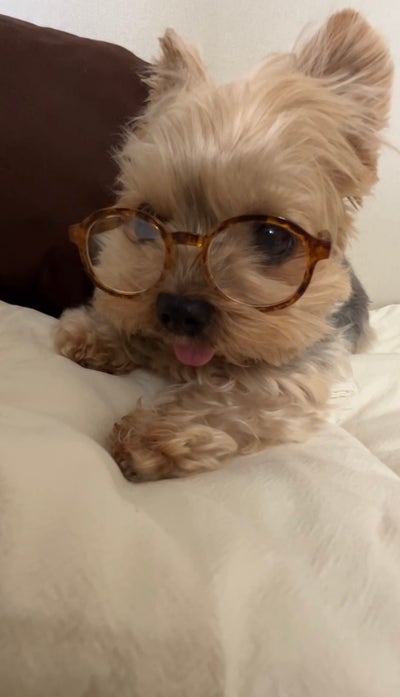 Room wanted in NYC Main Photo