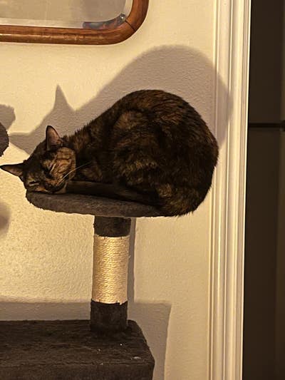 Student looking for a room in Whittier now Main Photo