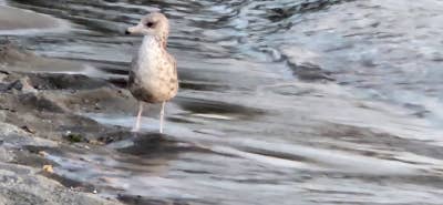 Room wanted in Bothell, WA Main Photo