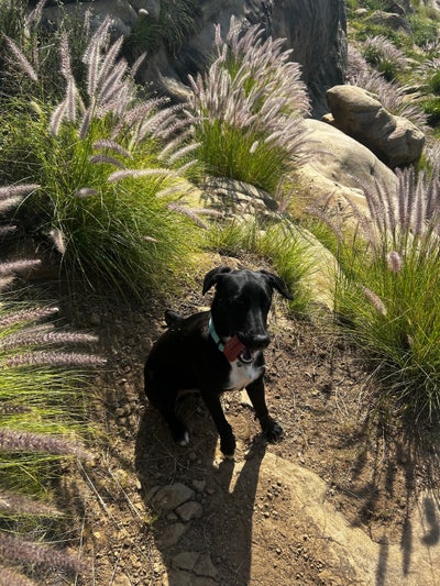 Room wanted in Santa Monica, Los Angeles, CA Main Photo