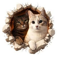 Room wanted in Joliet, IL Main Photo