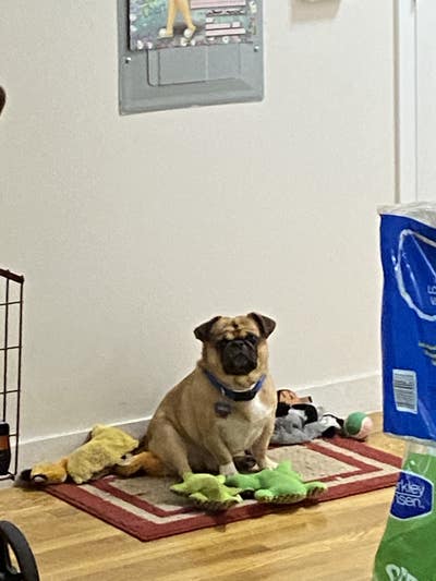 Room wanted in New York Main Photo