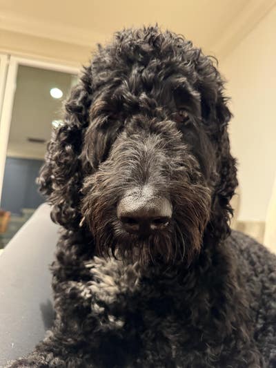 Responsible female looking for LA room now Main Photo