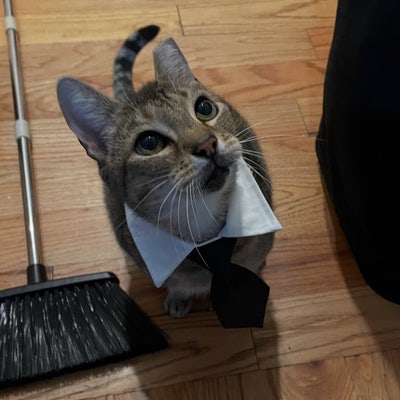 Room wanted in Brooklyn, NY Main Photo