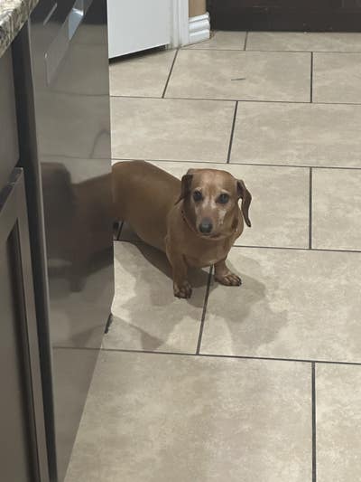 Room wanted in Dallas tx Main Photo