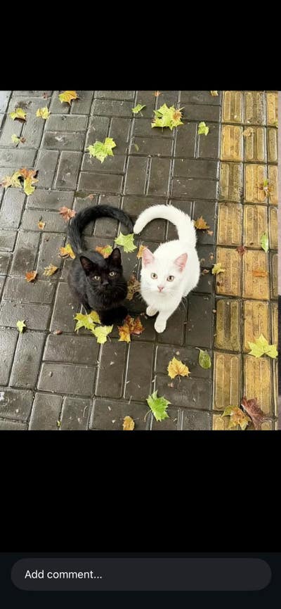 Room wanted in Chestertown, MD Main Photo