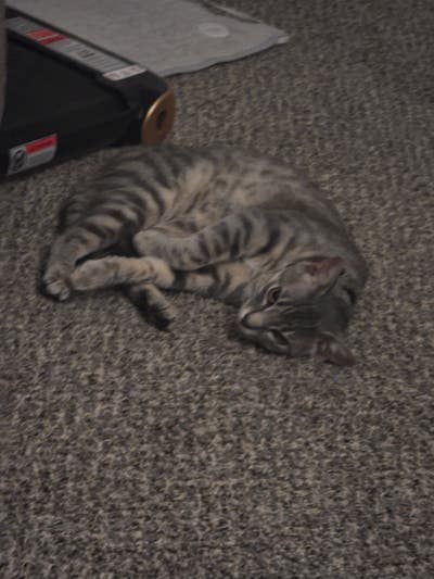 Room wanted in Conroe, TX Main Photo