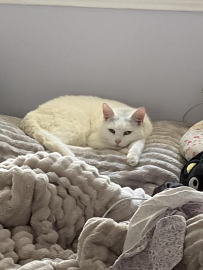 Student looking for a room in West Hollywood Main Photo