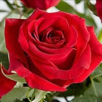 Room wanted in New York Main Photo