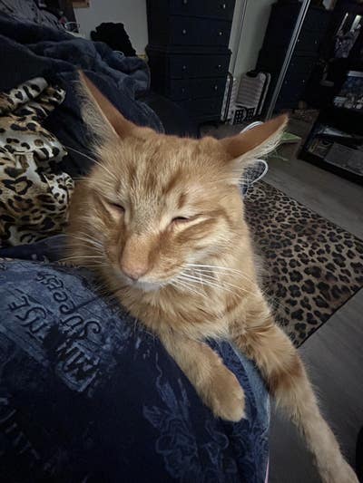 Student looking for a room in Orange County Main Photo