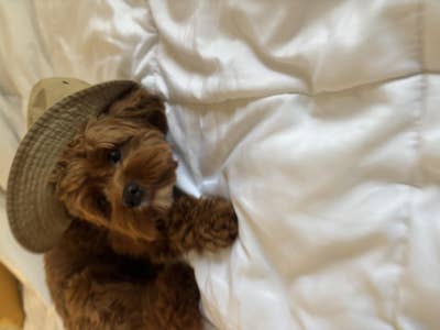 Responsible woman looking for Los Angeles room Main Photo