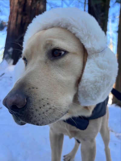 Room wanted in San Diego Main Photo