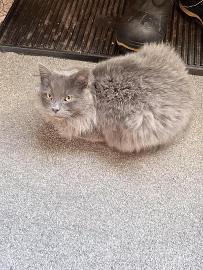 Room wanted in Brooklyn, NY Main Photo