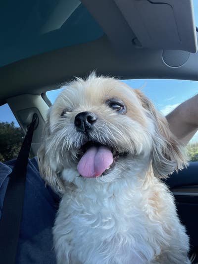 Reliable male looking for Newport Beach room Main Photo