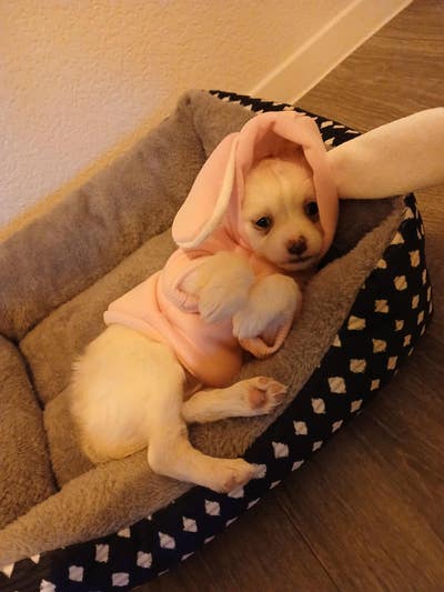 Room wanted in North Las Vegas, NV Main Photo