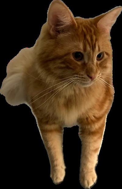 Room wanted in San Diego Main Photo