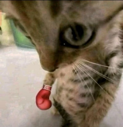 Room wanted in New York Main Photo