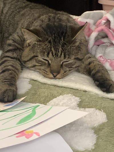 Room wanted in New Jersey Main Photo