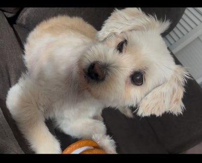 Room wanted in Dallas, Dallas County, TX Main Photo