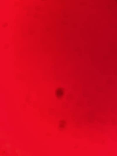 Room wanted in Staten Island, NY Main Photo