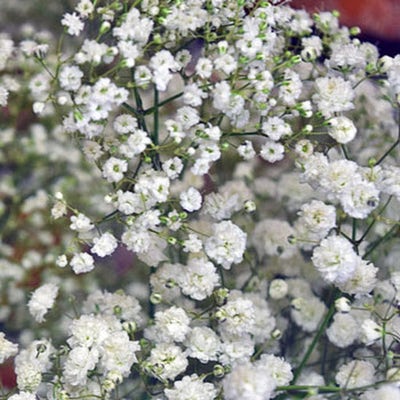 Room wanted in New Jersey Main Photo