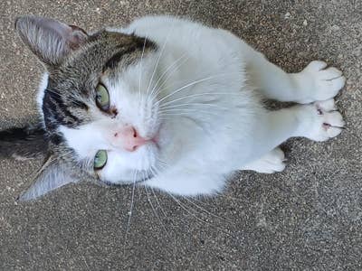 Room wanted in Cantonment, FL Main Photo